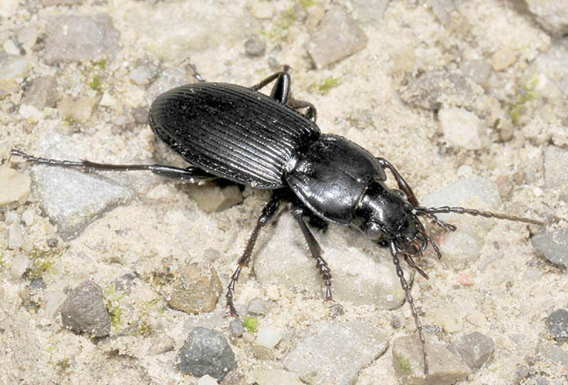Carabidae:  Pterostichus melas italicus